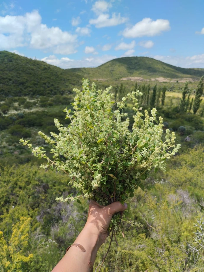 Cosecha de peperina agroecologica