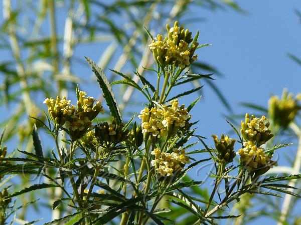 flor de suico