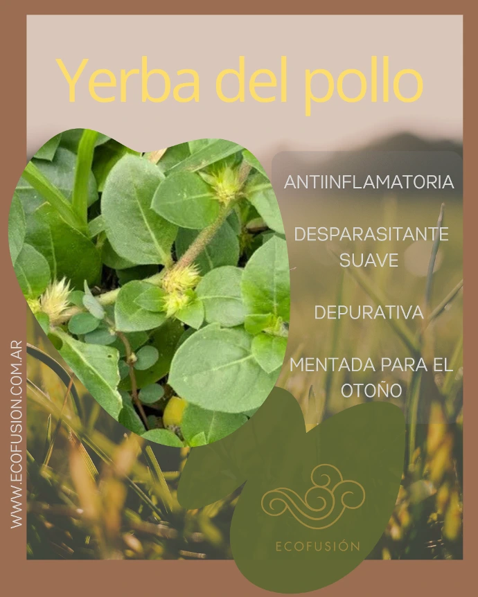 planta viva