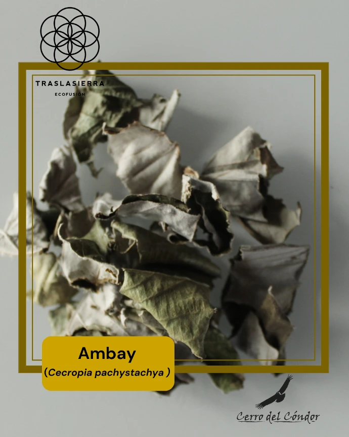 AMBAY PRODUCTO INTERNO