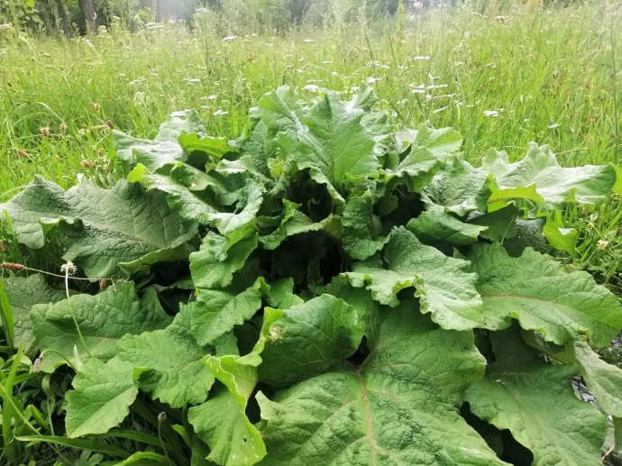 PLANTA BARDANA
