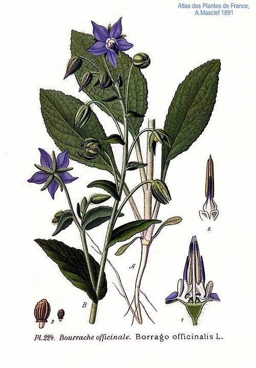 dibujo borraja